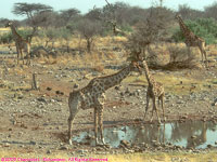 giraffes at waterhole