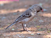 scaly-feathered finch