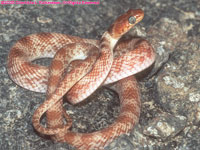 common tiger snake