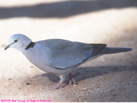 ring-necked dove