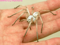 white lady spider