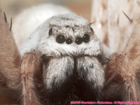 closeup of white lady spider