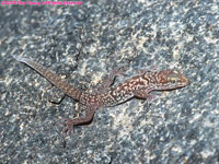 thick-toed gecko