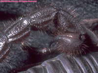 barb of black scorpion