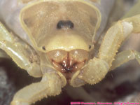 face of yellow scorpion