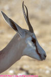 springbok portrait