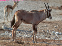 oryx calf
