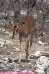 female black-faced impala