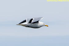 gull in flight