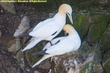 mating gannets