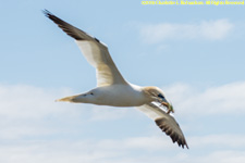 gannet with nesting material
