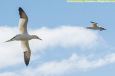 gannets in flight