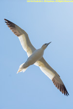 gannet in flight