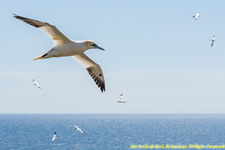 gannets in flight
