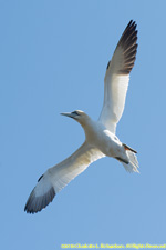 gannet in flight