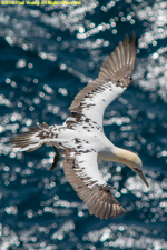 juvenile gannet in flight