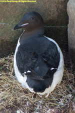 thick-billed murre