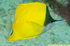 longnose butterflyfish