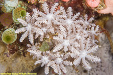 octocoral