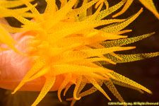 tubastrea coral