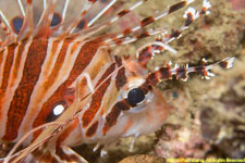 lionfish closeup