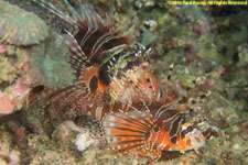 two lionfishes