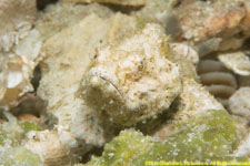 white stonefish