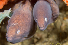 moray eels