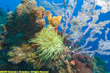 condylactus anemone and sea fan