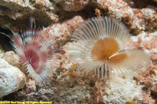 split-crown feather duster worms