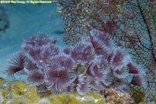 social feather duster worms