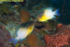 bicolor damsellfish pair