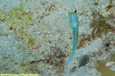 yellow-headed jawfish and burrow
