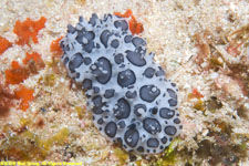 black-spotted nudibranch