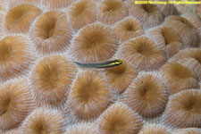 goby on star coral