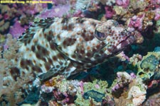 marbled grouper