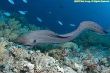 free-swimming giant moray eel