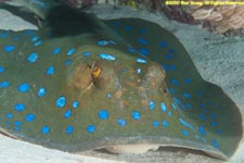blue-spotted stingray