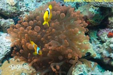 orange anemone and clownfish