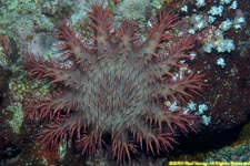 crown-of-thorns starfish