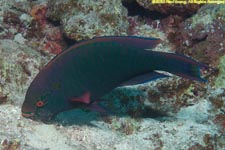 swarthy parrotfish