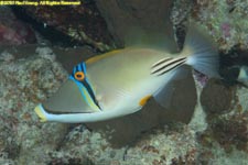 Red Sea Picasso triggerfish