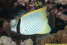 chevron butterflyfish