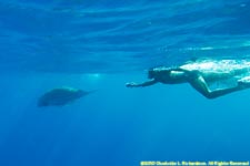 snorkeler and dugong
