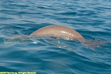 dugong at the surface