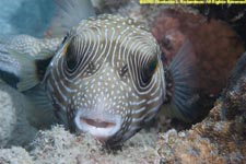 white spotted puffer