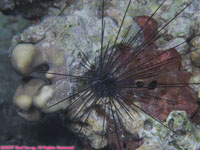 common long-spined urchin