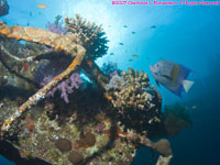 wreck and yellowbar angelfish
