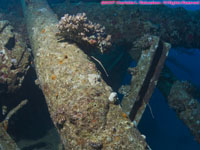 wreck with pipefish