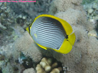 black-backed butterflyfish